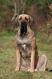 FILA BRASILEIRO 187